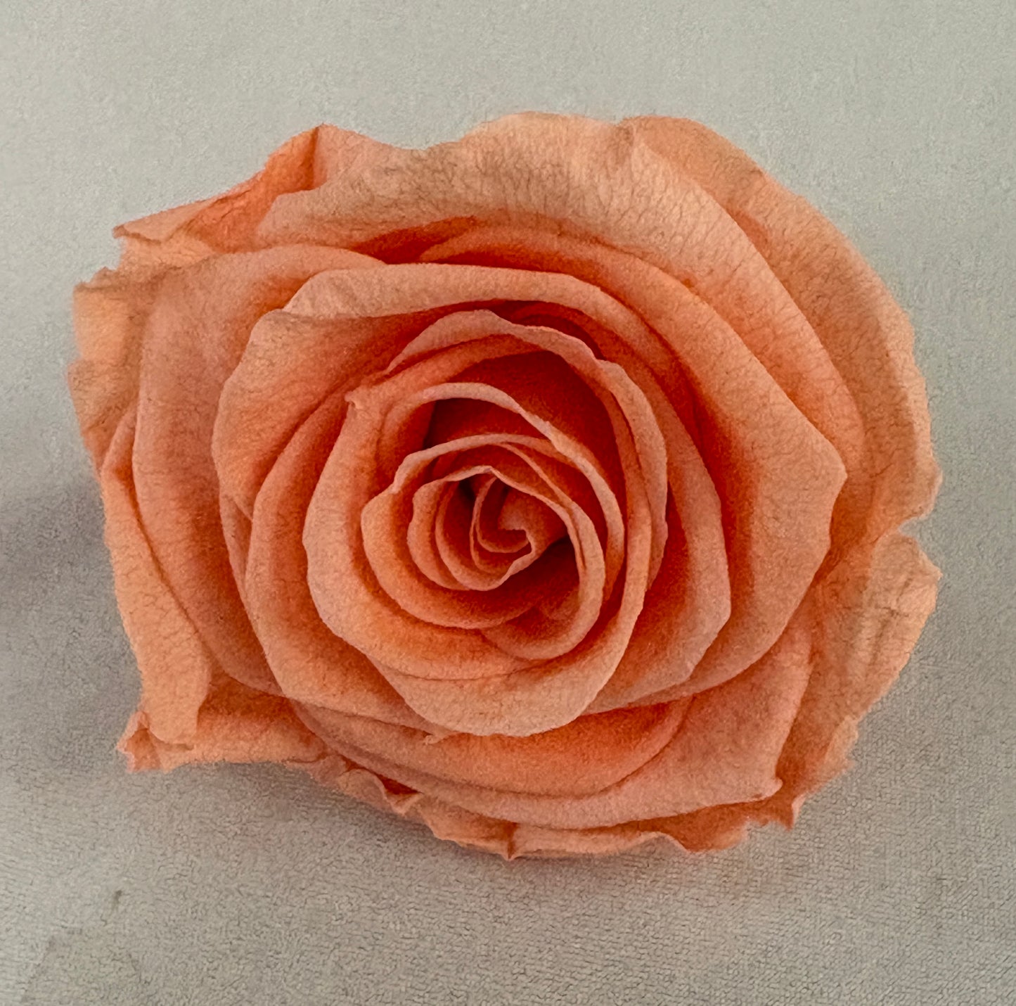 Preserved Rose Arrangement in Soft Sage Botanical Ceramic Vase (multiple sizes)