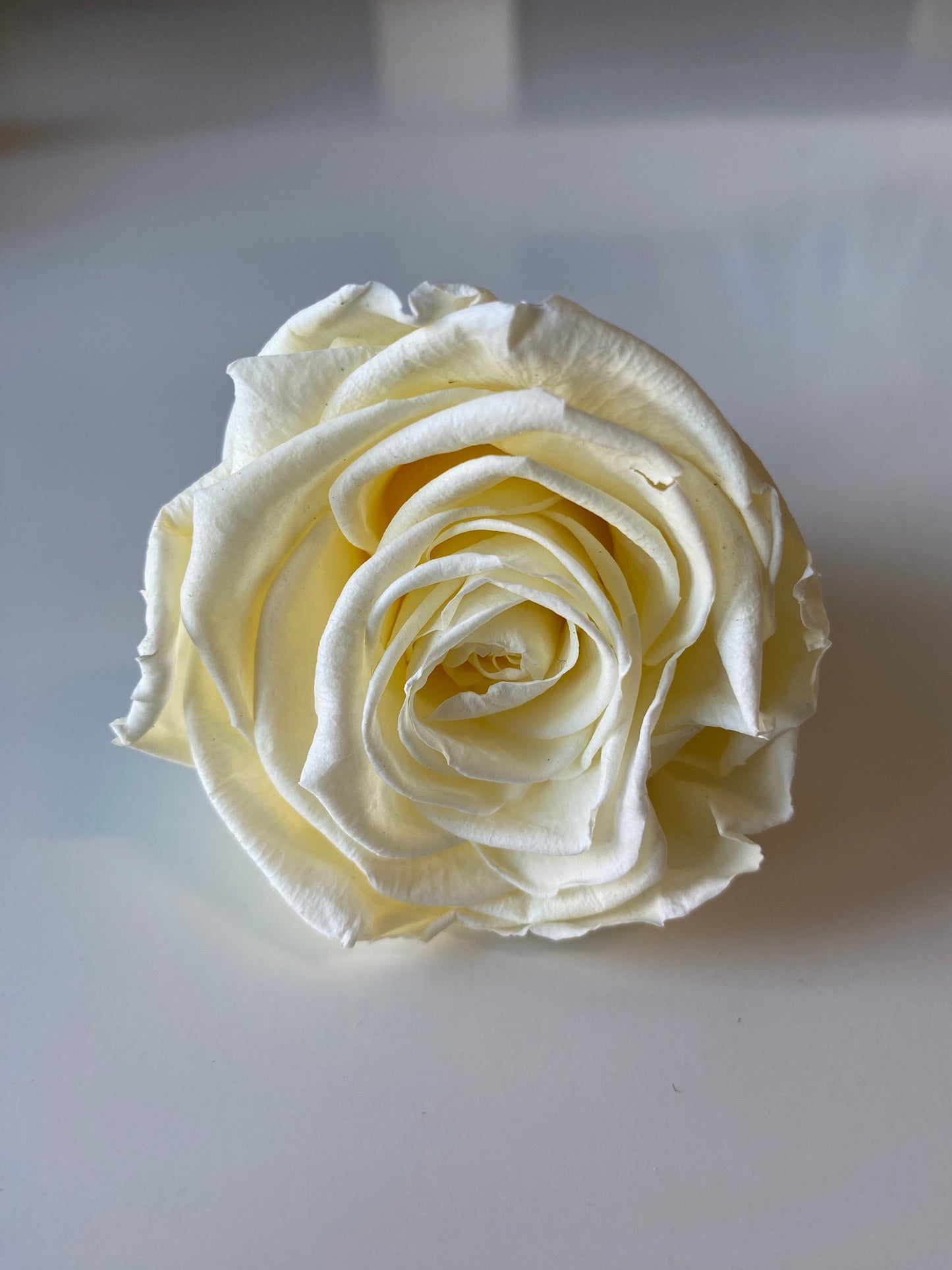 Preserved Rose Arrangement, Single Rose